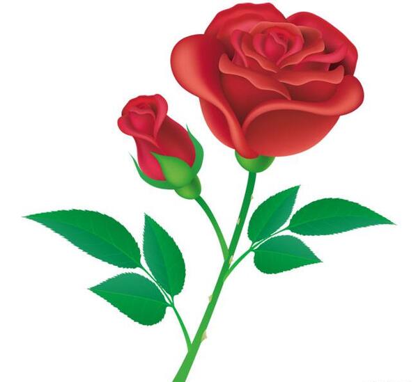 عکس دانلود وکتور گل رز