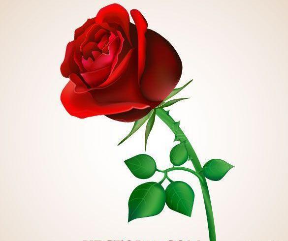 عکس دانلود وکتور گل رز