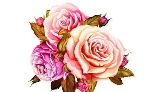 عکس دانلود وکتور گل رز
