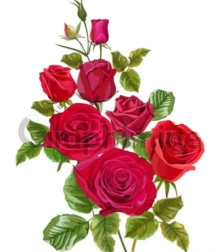 عکس دانلود وکتور گل رز