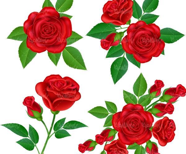 عکس دانلود وکتور گل رز