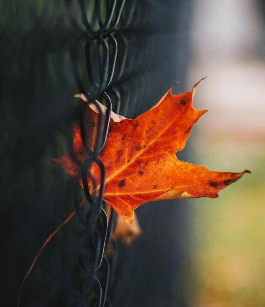 عکس پاییزی حرفه ای
