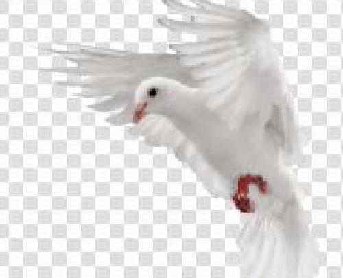 عکس png بدون بک گراند