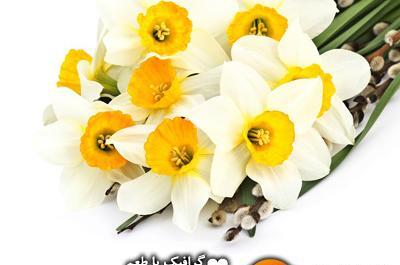 عکس لایه باز گل نرگس