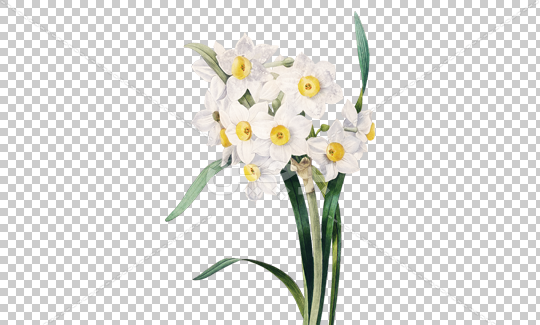عکس لایه باز گل نرگس
