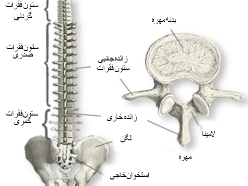تفسیر عکس ام ار ای ستون فقرات