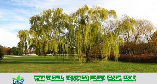 انواع درخت بید با عکس