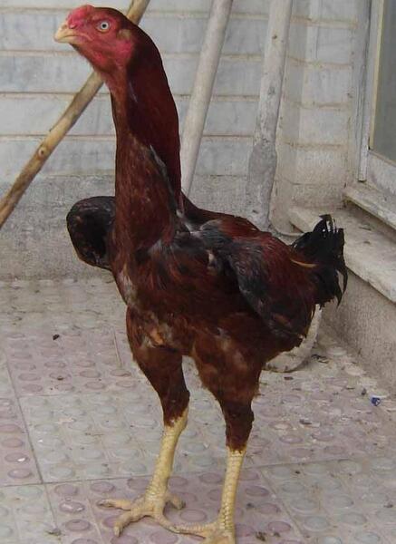 عکس خروس لاری چهل تاج