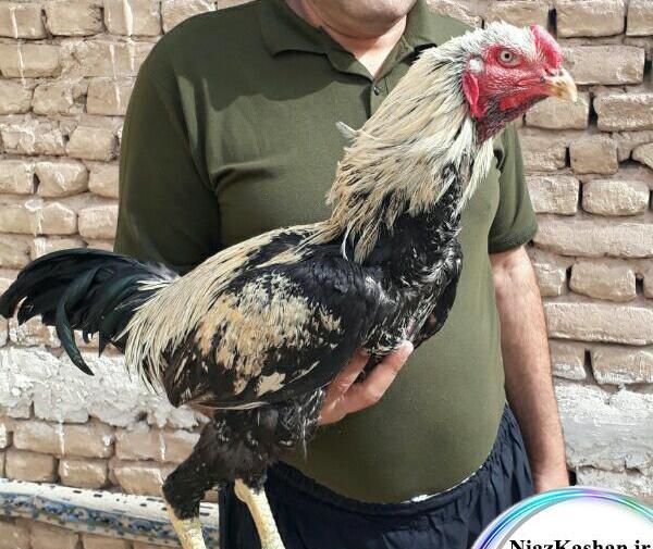 عکس خروس لاری چهل تاج