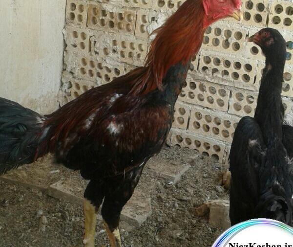 عکس خروس لاری چهل تاج