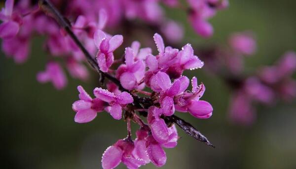 عکس نقاشی ارغوان