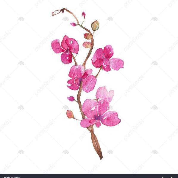 عکس نقاشی ارغوان