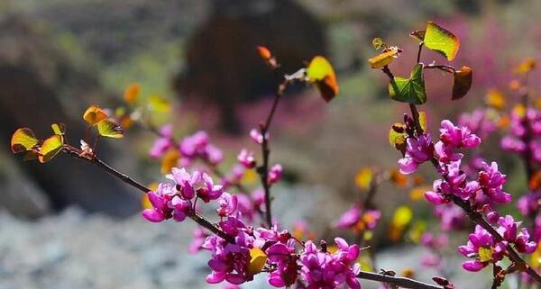 عکس نقاشی ارغوان