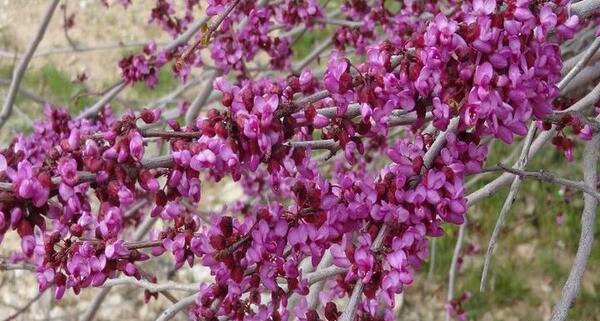 عکس نقاشی ارغوان