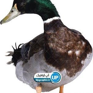 عکس png اردک