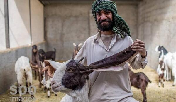 عکس ایده های اشتغال زایی