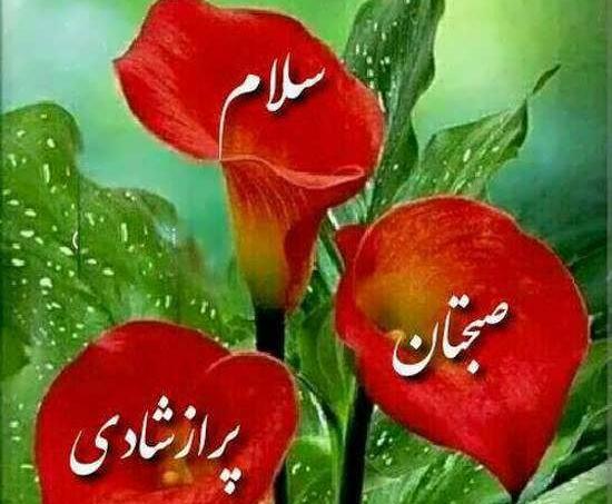 عکس صبح بخیر و گل