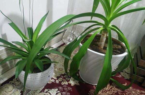 عکس گل ذرتی