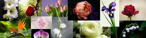 عکس و تصویر گل با نام آن