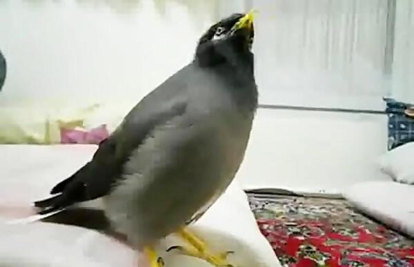 عکس مینا ماده