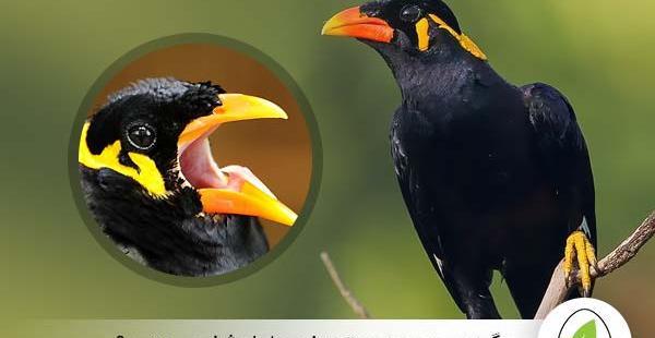 عکس مینا ماده