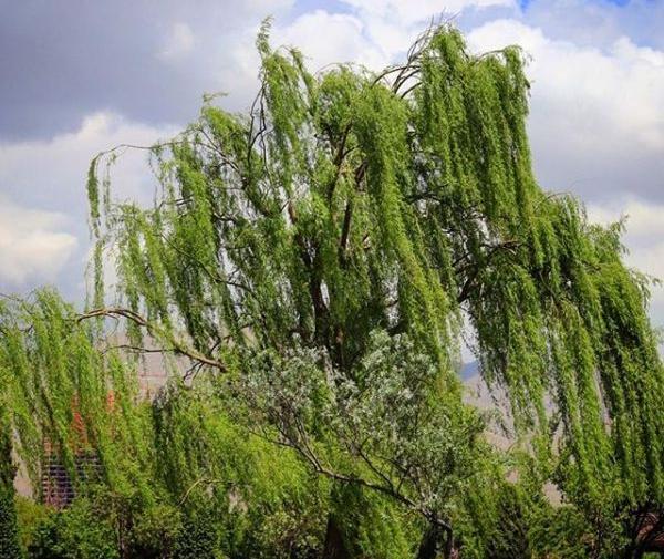عکس تک درخت بید