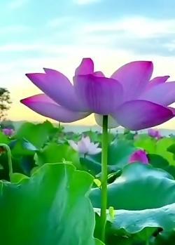 عکس برای استوری طبیعت
