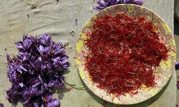 عکس غبار زعفران