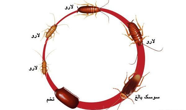 عکس سوسک لارو