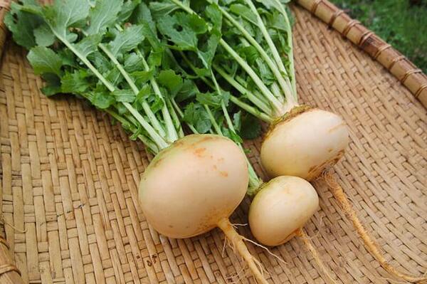 عکس گیاه شلغم