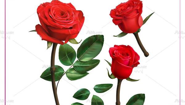 عکس وکتور گل رز