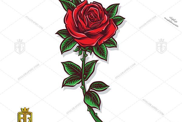 عکس وکتور گل رز