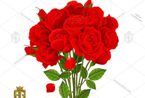 عکس وکتور گل رز