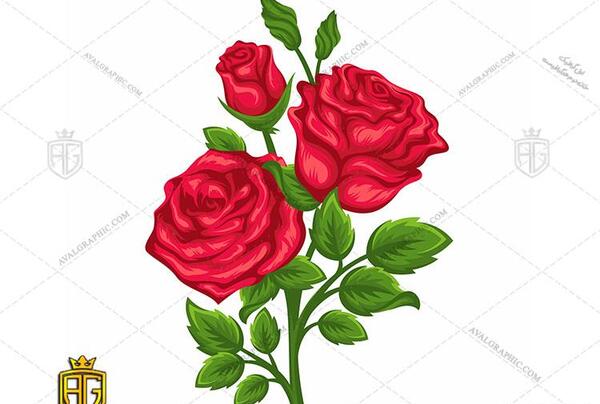عکس وکتور گل رز