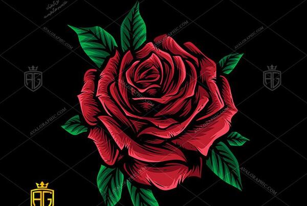 عکس وکتور گل رز