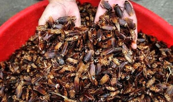 عکس عن سوسک