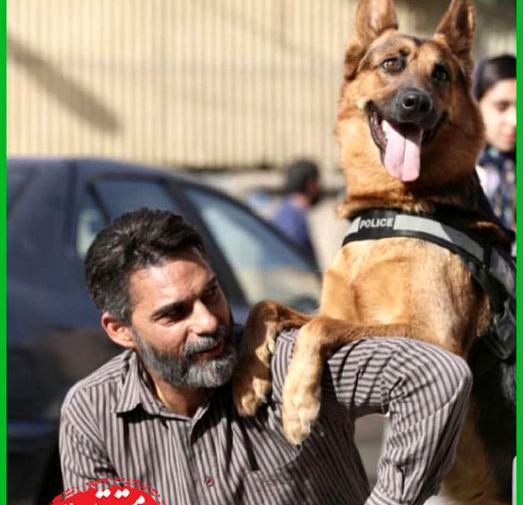 عکس سگ ژرمن پلیسی
