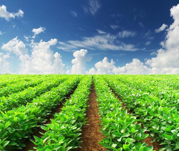 عکس باکیفیت چای