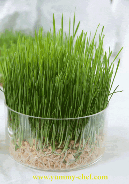 عکس گندم برای سبزه عید