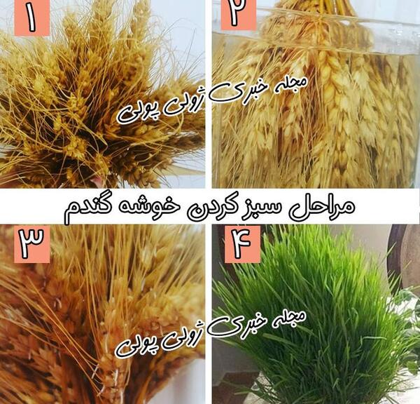 عکس گندم برای سبزه عید