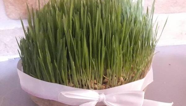 عکس گندم برای سبزه عید