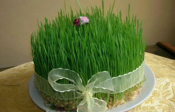 عکس گندم برای سبزه عید