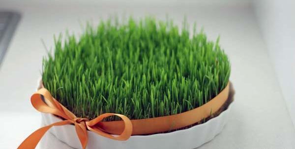 عکس گندم برای سبزه عید