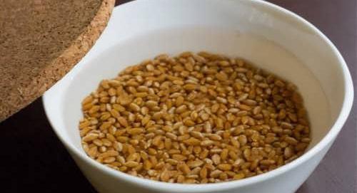 عکس گندم برای سبزه عید