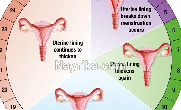 عکس ماشین حساب تخمک گذاری