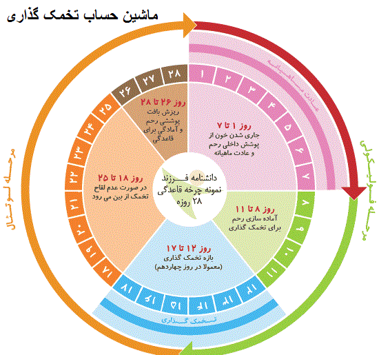 عکس ماشین حساب تخمک گذاری