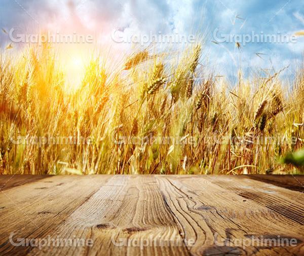 عکس تصاویر گندم زار زرد