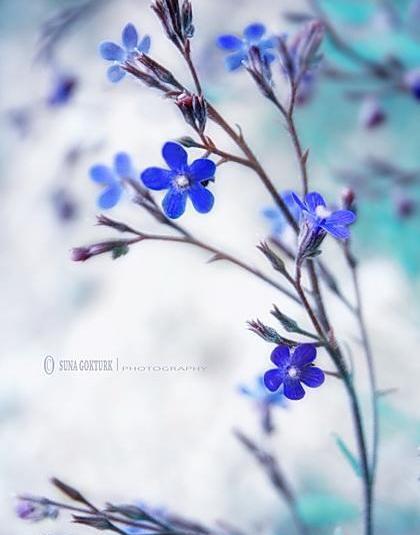 عکس گل میخوام