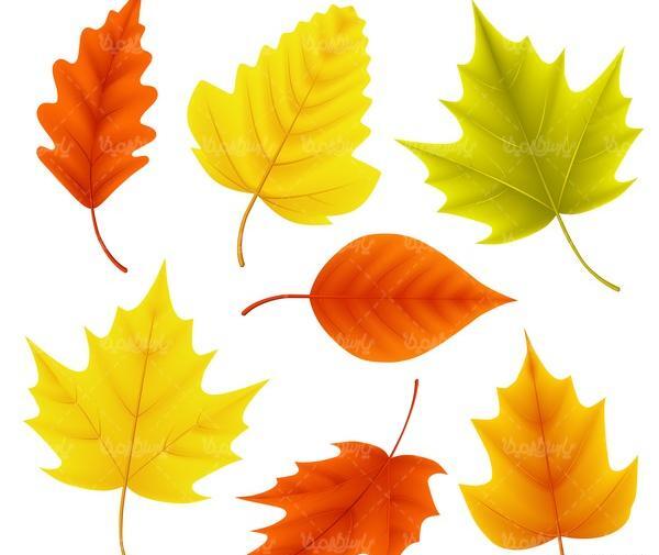 عکس وکتور برگ پاییزی