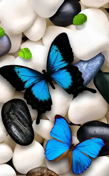 عکس زمینه گوشی پروانه
